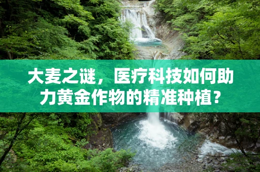 大麦之谜，医疗科技如何助力黄金作物的精准种植？