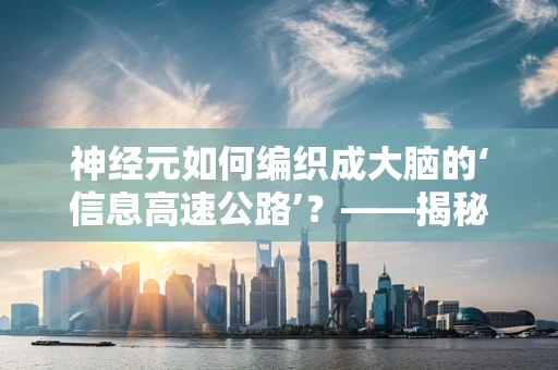 神经元如何编织成大脑的‘信息高速公路’？——揭秘神经生物学中的连接奥秘