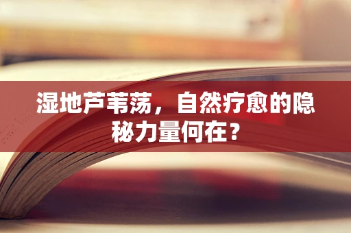 湿地芦苇荡，自然疗愈的隐秘力量何在？