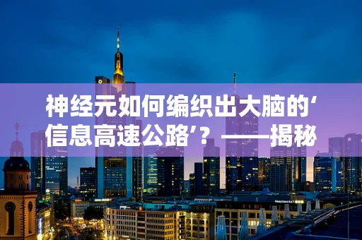 神经元如何编织出大脑的‘信息高速公路’？——揭秘神经生物学中的连接奥秘