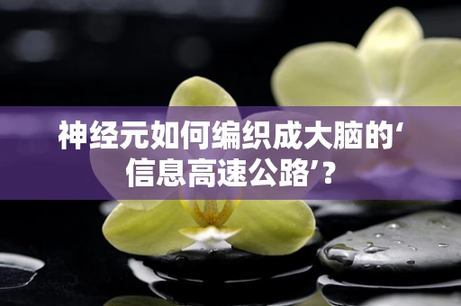 神经元如何编织成大脑的‘信息高速公路’？